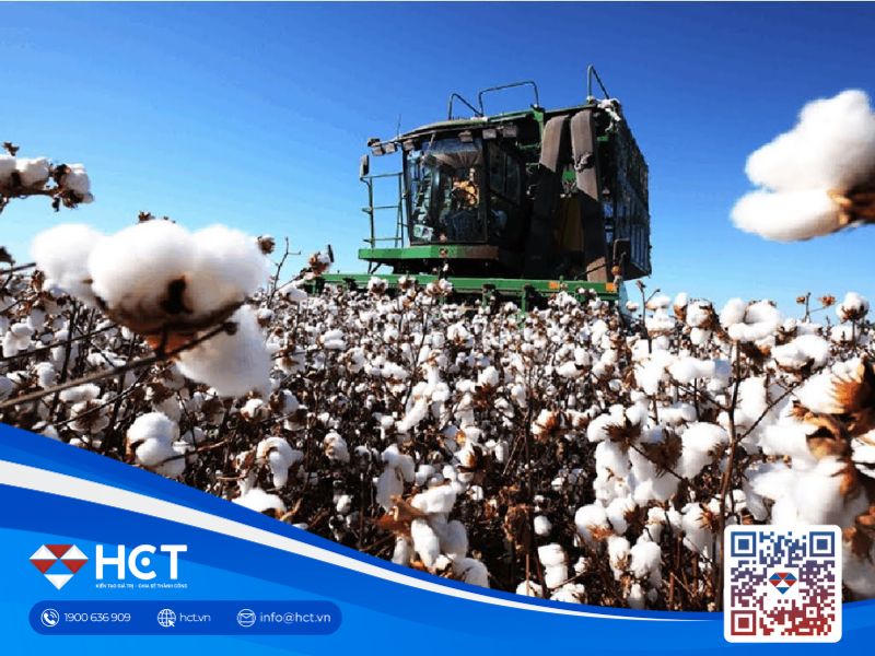 Giá bông giảm vào thứ Sáu 16/8