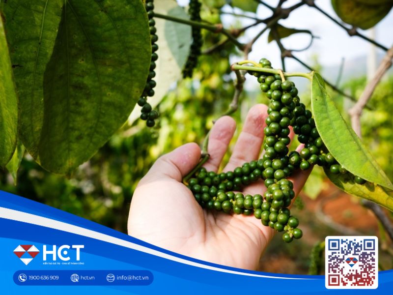 Giá tiêu hôm nay 19/9: Xuất khẩu tiêu sang Trung Quốc tăng mạnh, giá nội địa bình ổn