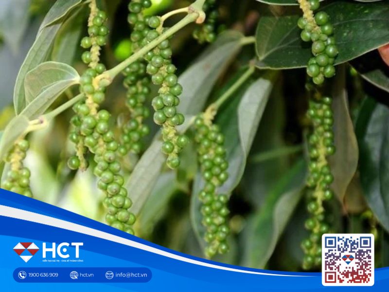 Giá tiêu 18/9: Hồ tiêu Việt Nam giảm 1.000 đồng/kg, thị trường Ấn Độ chịu tác động từ mưa lũ