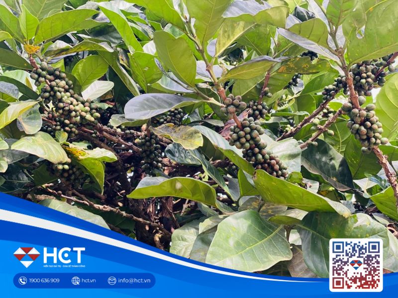 Giá cà phê 22/09: Tăng trở lại 600 đồng/kg, chịu tác động từ triển vọng mùa vụ Brazil và thuế nhập khẩu Mỹ
