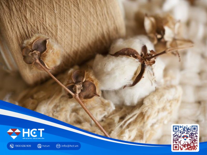 Thị trường bông tăng xuất khẩu ngày 15/8