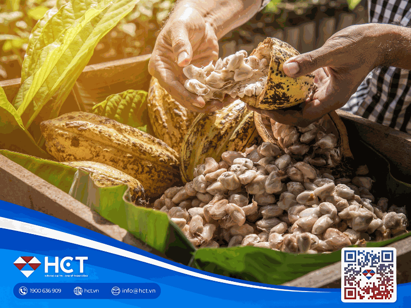 Thị trường bông, ca cao và đường biến động ngày 18/09